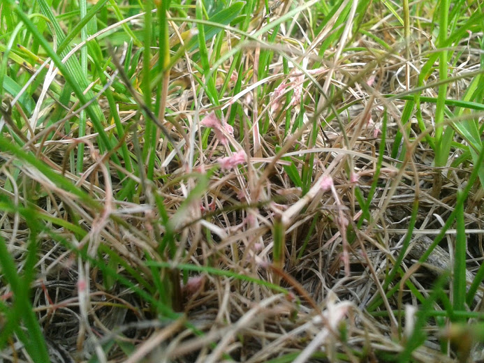 pielęgnacja trawnika: choroby trawnika - czerwona nitkowatość traw