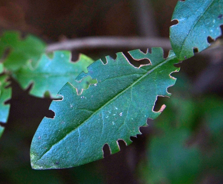 opuchlaki: chrząszcz opuchlak obgryzione liście 