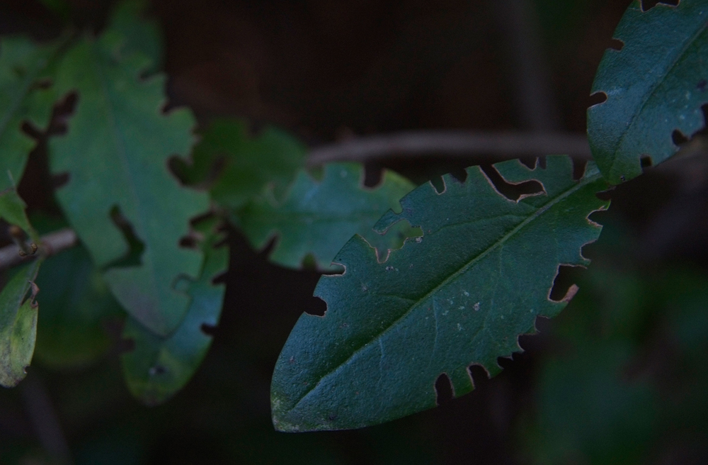opuchlaki: chrząszcz opuchlak obgryzione liście