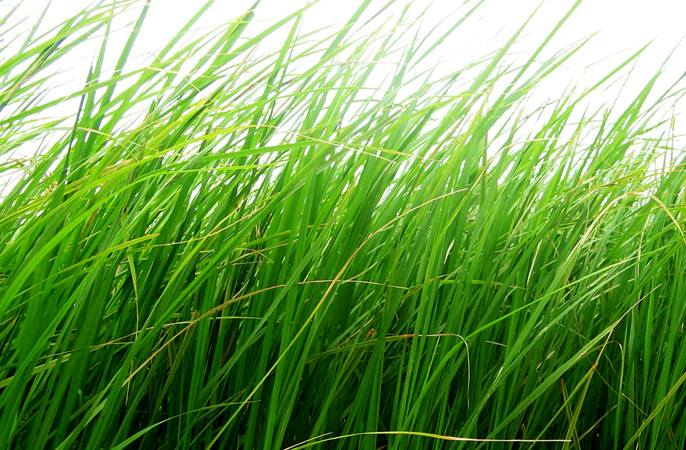 Zakładanie trawnika - wybór mieszanki traw