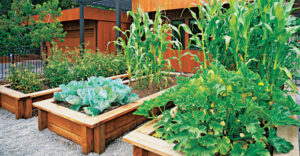ogródki warzywne jako strefa relaksu